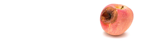 A rotting apple on a white background.